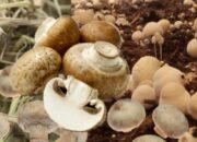 Jamur Merang: Nutrisi, Manfaat, dan Rahasia Kesehatannya